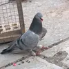 fghgcfgu