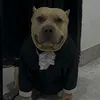 el.perro.12g