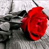 user12681882295