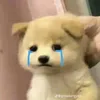 daxaucontoi_21