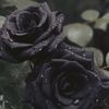 nff_76
