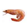 ailyss_shrimp