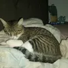 cataneoxx._