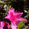 marycarmen4640