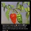 sunshineamankwaah3