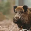 n.u.g.e.l.l.a