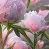 lucyna.penk