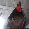hdidanrachid