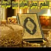 habibaelshemy73