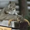 ntz4squirrels