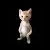 kbkat5