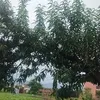 jagatdugu295