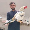 samarofficial786