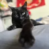 Zeus 🐈‍⬛