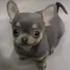 rare._037