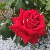 abeer Ali