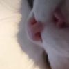 that_roach_0