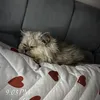 hiba_1008
