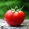 tomate_45678