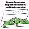 yoshiin4
