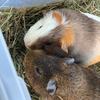 guinea_pig_live