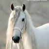 mohamedkaled0608