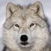 le_loup92
