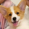 loti_the_corgi