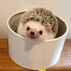 vowjmixannef
