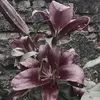 alicjaaa012