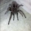 bryce_tarantula