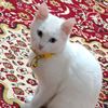 user8159800974888chaimaa