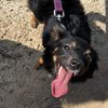 charmie_.the.dog