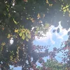 munakordofani