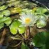 ngoc.pham.thi95
