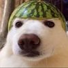 perro_sandia_4000
