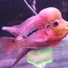 Sea_Shine_Aquarium