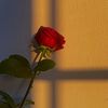 tia_zen13