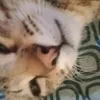 aicelbahoilok