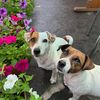 blog_pro_dog