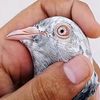 pigeonsclubkarachi