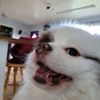 patchthedog3