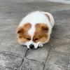 bunquachaiuai