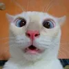 _thhsb