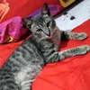 noviana10842