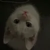 anik_000000