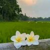 sumayaaktert