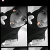 fans_amir40