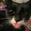 scarameowu