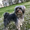 appietto